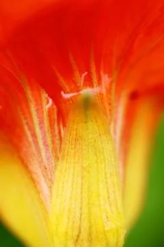 Orange petals background Stock Photos