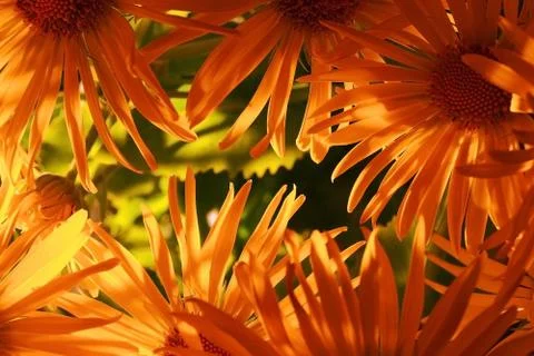 Orange petals 스톡 사진