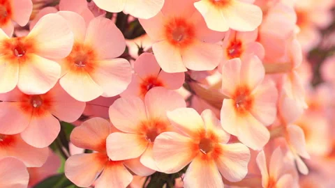 Orange Phlox flower, close-up. Stock Footage 144524407