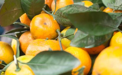 Orange Stock Photos