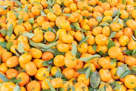 Orange Foto stock