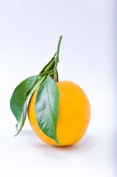Orange Stock Photos