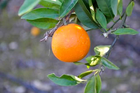 Orange Stock Photos