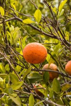 Orange Stock Photos
