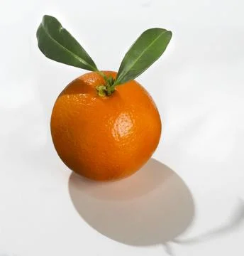 Orange Stock Photos