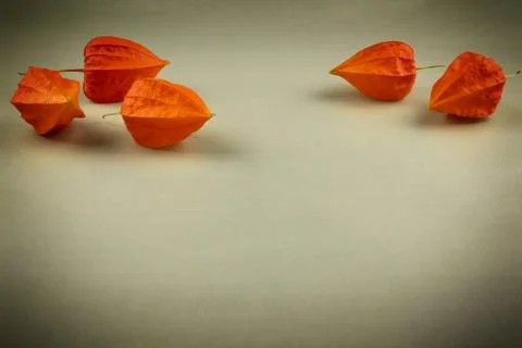 Orange physalis five pieces close-up on a light background, texture Stock Photos