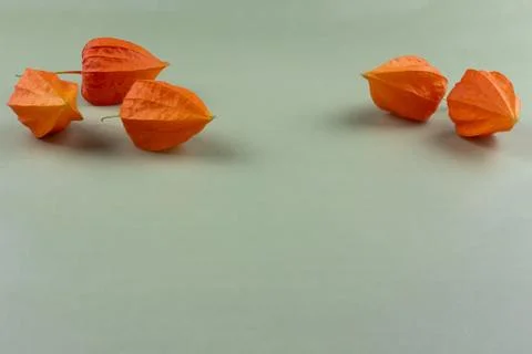 Orange Physalis on a light background Stock Photos