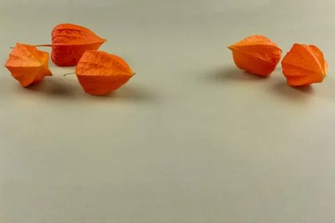 Orange Physalis on a light background Stock Photos