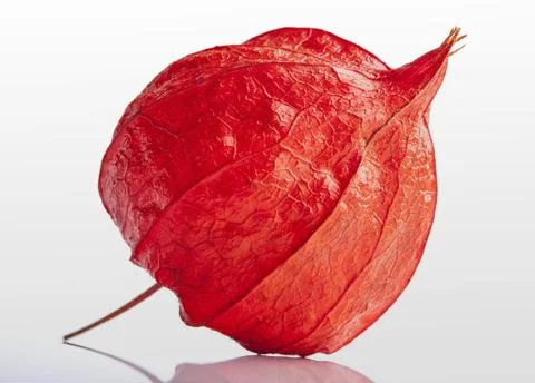 Orange physalis on white background Stock Photos