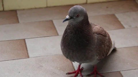 Orange pigeon on balcony close up Stock Footage 106074415
