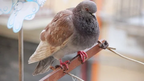 Orange pigeon on balcony close up Stock Footage 106074465