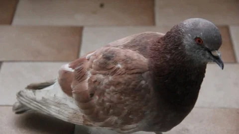 Orange pigeon on balcony close up Stock Footage 106074500