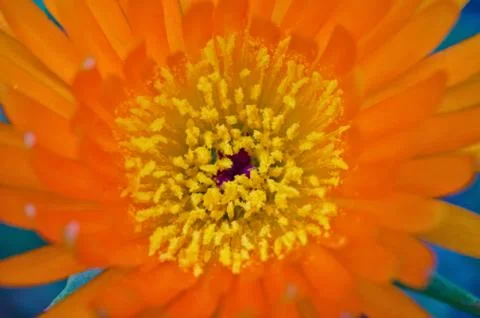 Orange Pigface Foto stock
