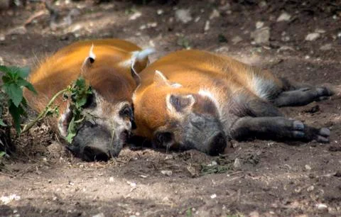 Orange pigs with black muzzle and black legs. Stock Photos