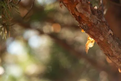Orange Pine Bark Foto stock