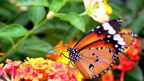 Orange plain tiger butterfly resting on lantana flowers Stock Footage 341328523