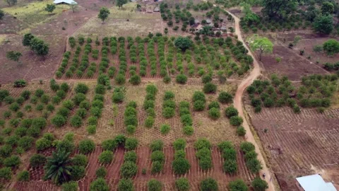 Orange plantation Stock Footage 151183034
