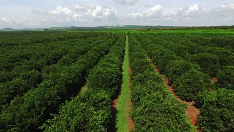 Orange plantation in sunny day - Aerial view in Brazil Stock Footage