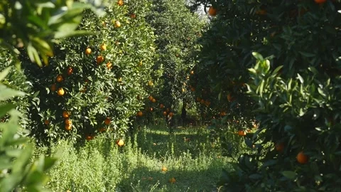 Orange plantation view in move Video stock 131149313