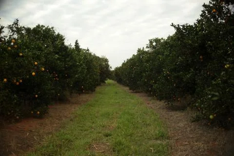Orange plantations Stock Photos