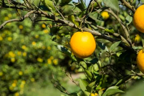 Orange plantations Stock Photos