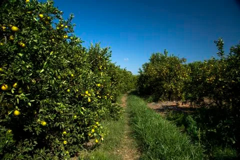 Orange plantations Stock Photos