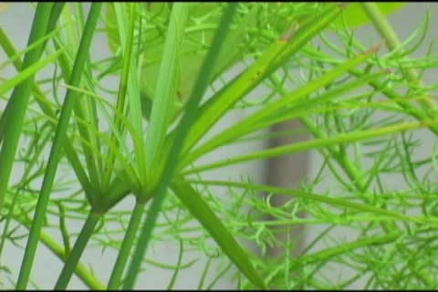 Orange Plastic Duck 스톡 동영상 517174