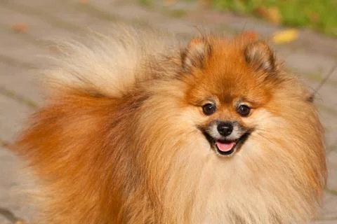 Orange Pom Stock Photos
