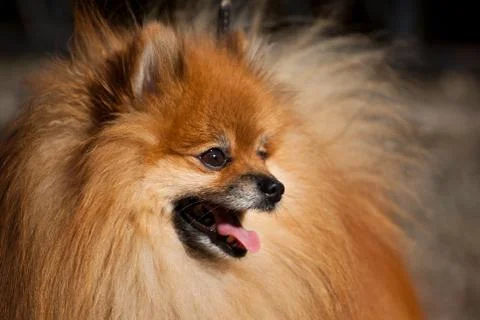 Orange Pom Stock Photos