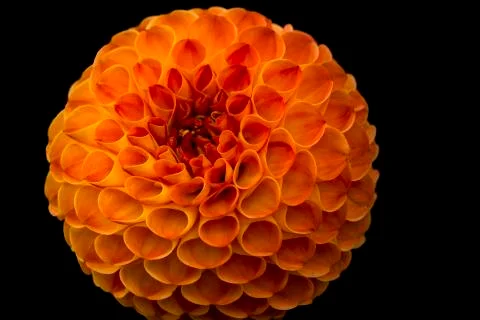 Orange Pompom Dahlia Blooming Stock Photos