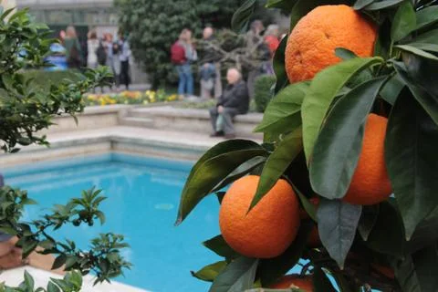 Orange pool Stock Photos