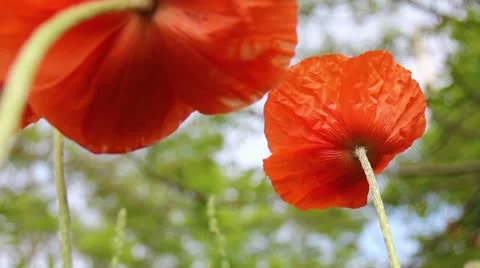 Orange Poppies Vidéo 11017942