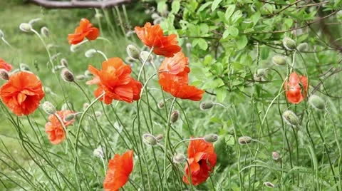 Orange Poppies Vidéo 11018608