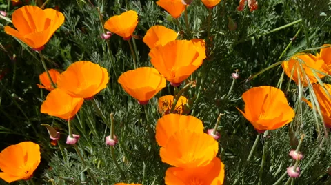Orange Poppies Stock Footage 49835145