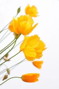 Orange poppies on white Stock Photos