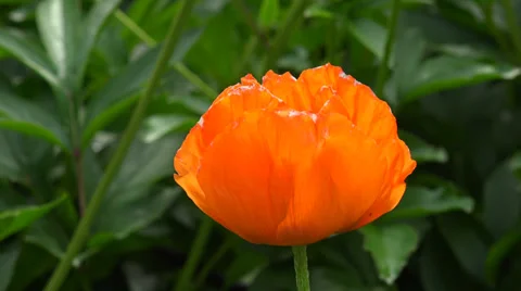 Orange poppy. 4K. Video stock 39478583