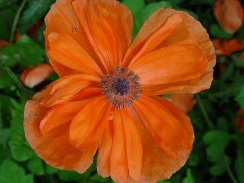 Orange Poppy closeup Stock Photos