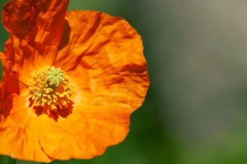 Orange Poppy Closeup Stock Photos