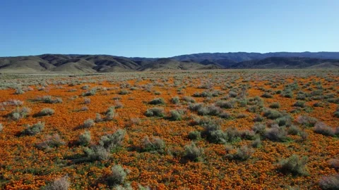 Orange Poppy Flyover Stock Footage 189140764