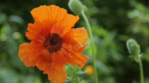 Orange Poppy Stock Footage 732613