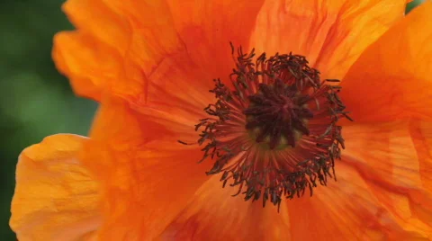 Orange Poppy Stock Footage 732624