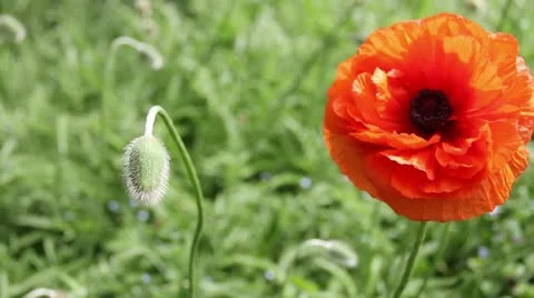 Orange Poppy Vidéo 11017645