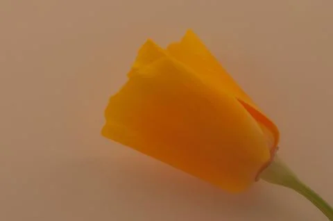 Orange poppy isolated on softh colour paper background Stock Photos