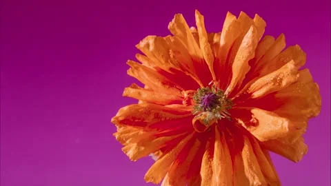 Orange Poppy Symmetrical Top Down Macro Revealing Radial Petals Stock Footage 328364714