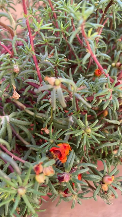 Orange Portulaca Flowers with Bee Pollinating Macro Stock Footage 345153151
