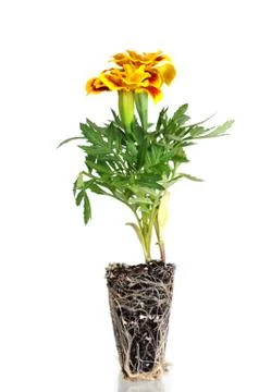 Orange pot marigold Stock Photos