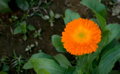 A orange pot marigold. Stock Photos
