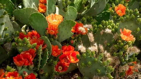 Orange Prickly Pear Flowers Stock Footage 107398656