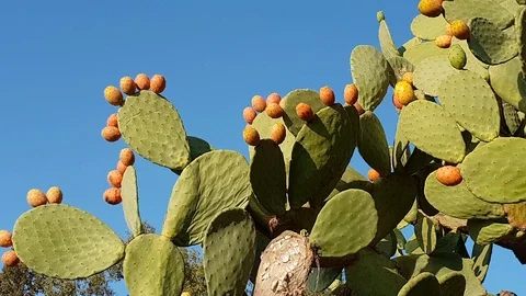 Orange prickly pears grow on a cactus plant in Italy Stock-Footage 99750131