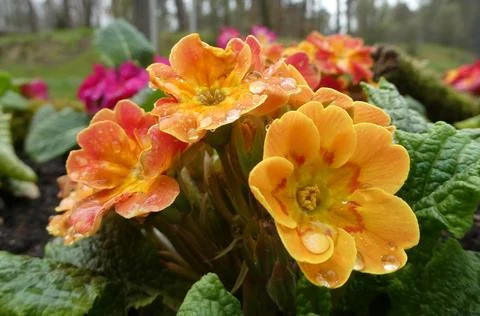 Orange primula covered with raindrops Stock Photos
